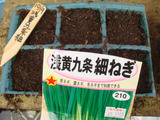 九条細ねぎ20110.10.19.
