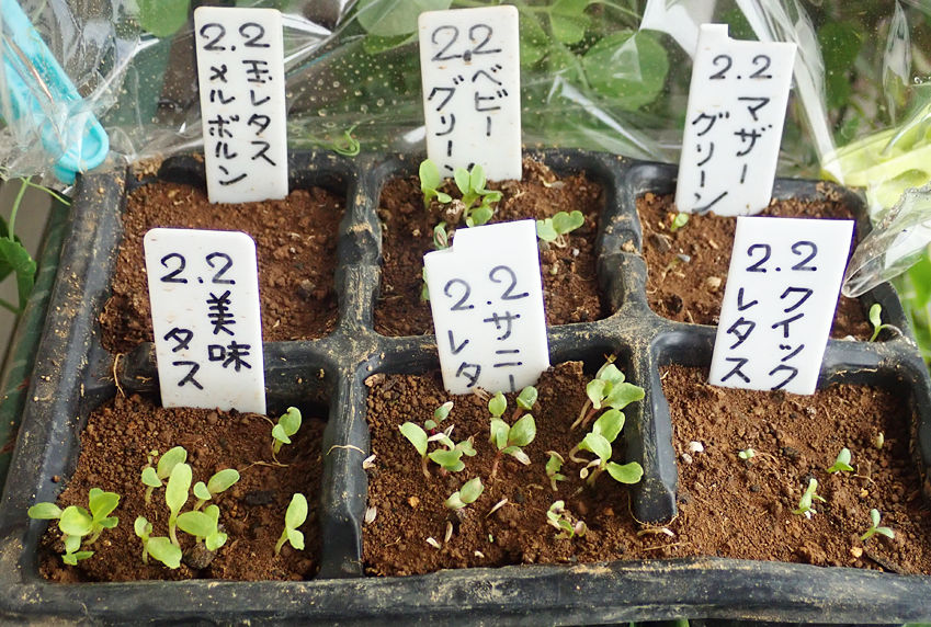 千両2号ナスの発芽 レタスの発芽 西田ネギ種蒔き Heyモーの家庭菜園を楽しむ