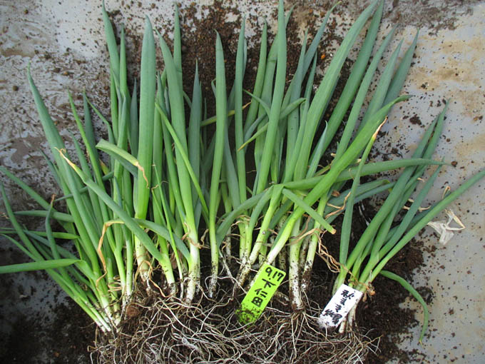 下仁田ネギの仮植えしました Heyモーの家庭菜園を楽しむ 下仁田ネギの仮植えしました Heyモーの家庭菜園を楽しむ