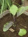 庄屋大長ナス2011.05.27