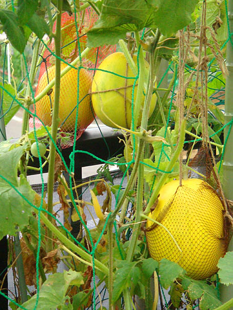 マクワ瓜 プランター栽培 が大きくなりました ブロッコリー種まき 第２ ３弾のキュウリ収穫 Heyモーの家庭菜園を楽しむ