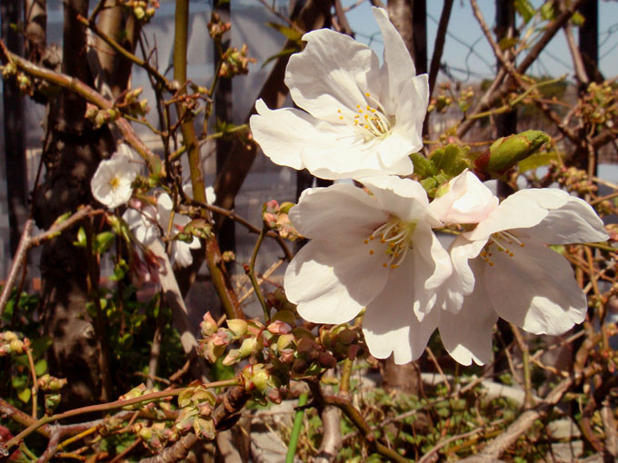鉢植え桜の開花 ５０万アクセス Heyモーの家庭菜園を楽しむ