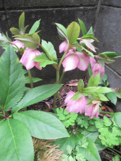 IMG_9349 - コピー