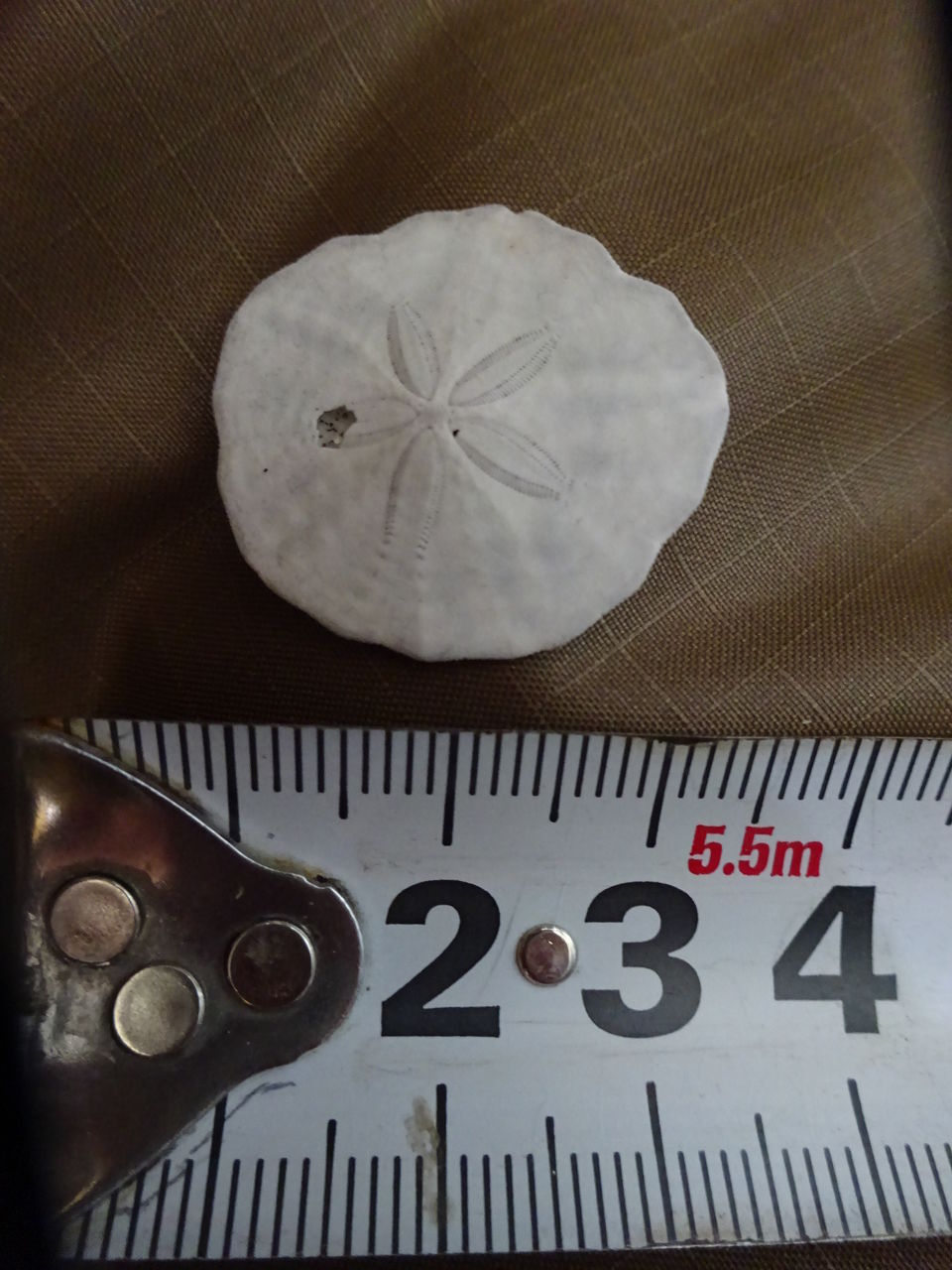 スカシてないカシパンのこども ぱぺっと Days