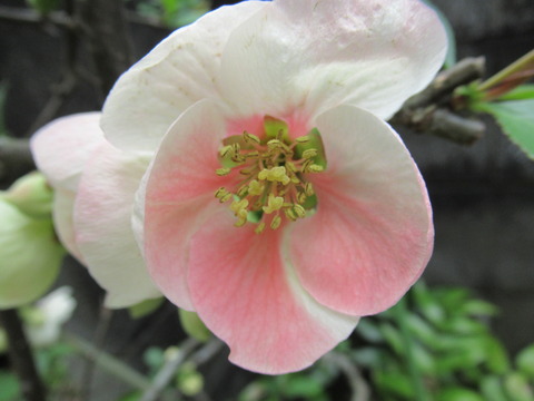 IMG_9350 - コピー