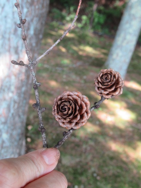 20190817151307_IMG_1063