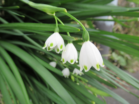 IMG_9355 - コピー