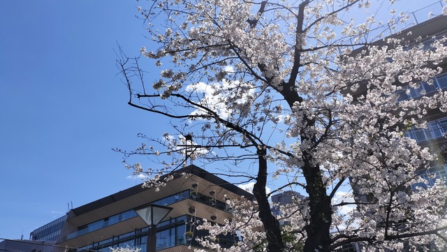 IMG20250404124024