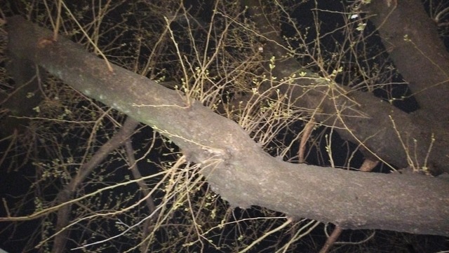 IMG20250323200541