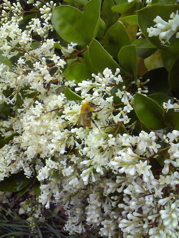 201106120912001