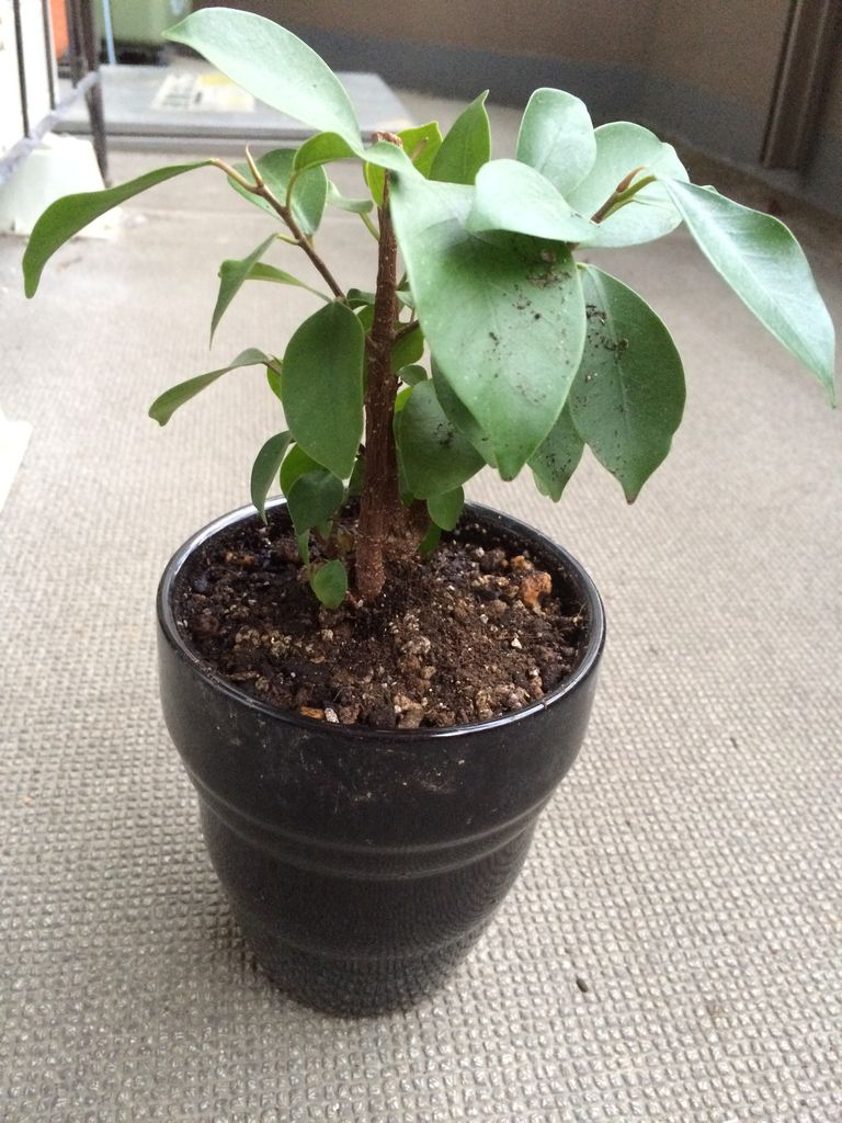 ガジュマルを埋めた 園芸メモ