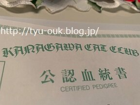 血統書」が届いた翌日、猫アレルギーが明らかとなった件について 