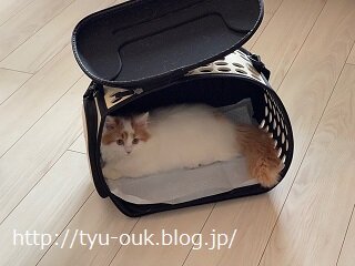 【本日のねこ】予防接種⇒お友だちのおうちへ