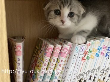 ねこ友が増えたよ～♪