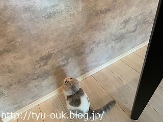 にゃんこにプレゼントやで　～みずな0才3か月