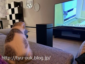 ねこと一緒にもちまる様（ねこ）を鑑賞　～みずな0才6か月