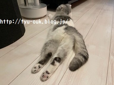 床暖族、みーこ（※ねこ）。