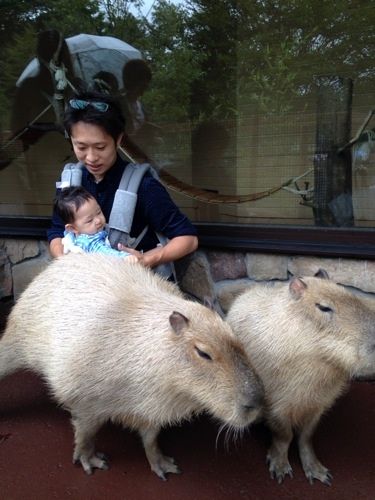 ライオンの赤ちゃんを抱っこするため富士サファリパークへ 働く女子 ゆこ の初めての子育て