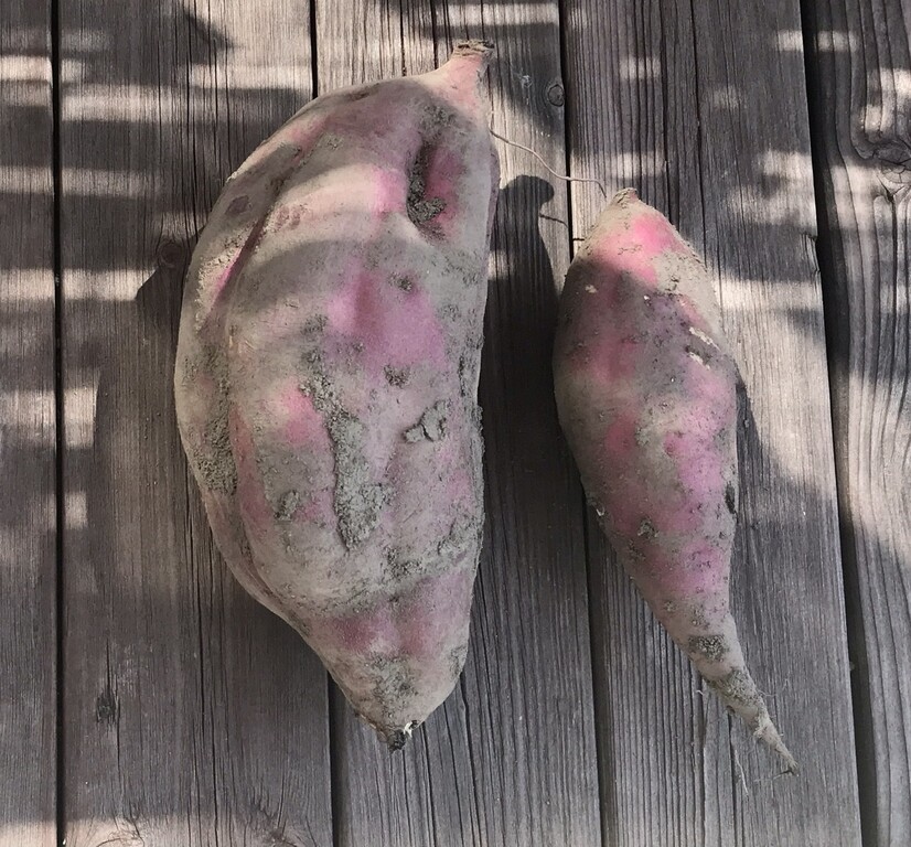 さつまいも ユックリッピ 絵本の木 ビオトープ