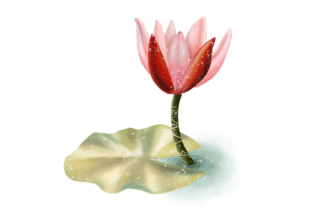 ハスの花をyou Tubeと イラストacにアップロード ユックリッピ 絵本の木 ビオトープ