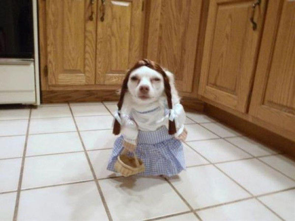 動物 これほどまでに笑える犬の洋服ってないと思うｗｗｗｗ 話題の画像祭り Funny Image