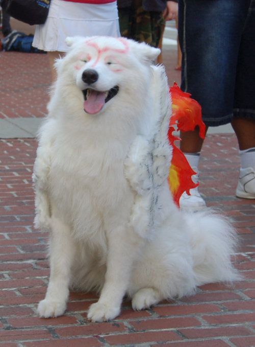 動物 世界一かわいいコスプレイヤーさん 話題の画像祭り Funny Image 動物 世界一かわいいコスプレイヤーさん 話題の画像祭り Funny Image