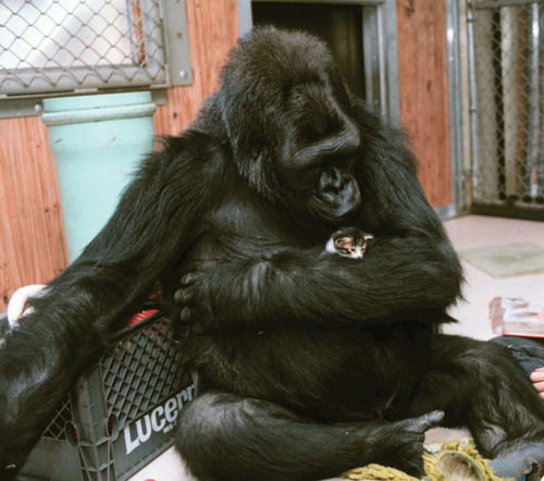 動物 ゴリラの母性 話題の画像祭り Funny Image 動物 ゴリラの母性 話題の画像祭り Funny Image