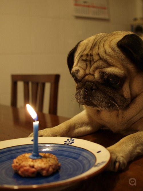 動物 自分で祝う誕生日 話題の画像祭り Funny Image