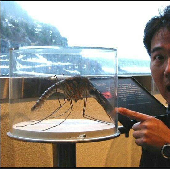 閲覧注意 アマゾンに実際に生息する巨大な蚊がグロすぎ 話題の画像祭り funny image