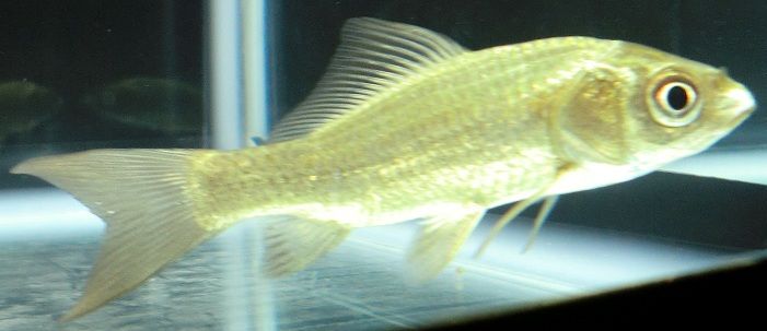 金魚ブログをはじめました 幸せいっぱい見つけ隊 金魚ブログをはじめました 幸せいっぱい見つけ隊