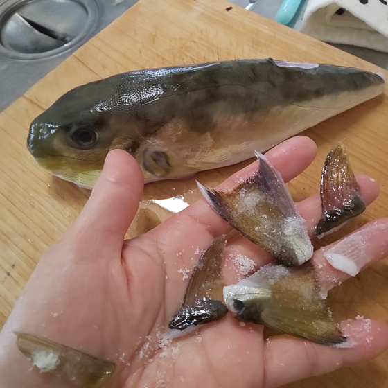 ゆこぶーの食いしん坊万歳 サバフグ