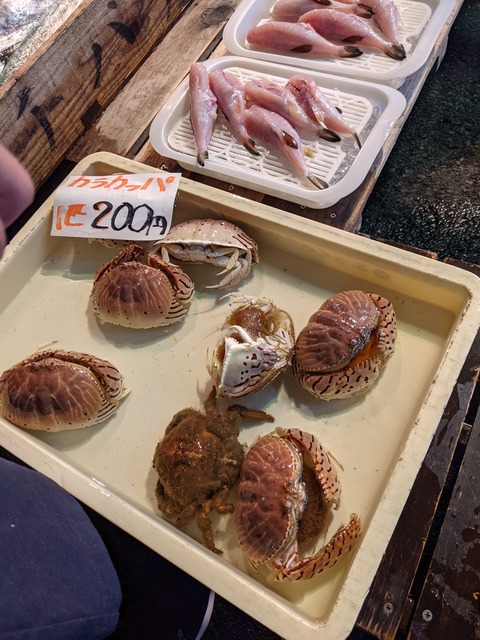 ゆこぶーの食いしん坊万歳 鱗が鎧 マツカサウオ