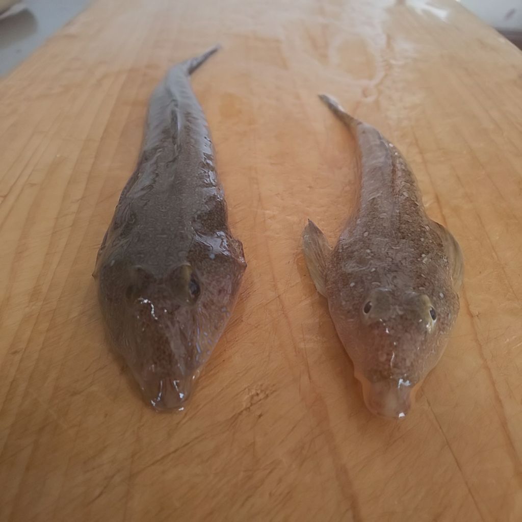 ゆこぶーの食いしん坊万歳 愛知県師崎港37 釣り魚究極のラーメン ゆこぶーの食いしん坊万歳 愛知県師崎港37 釣り魚究極のラーメン