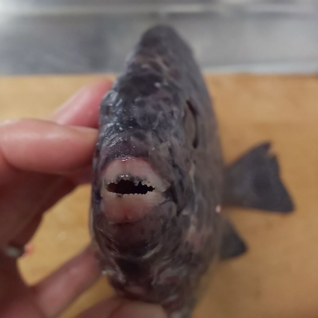 ゆこぶーの食いしん坊万歳 高級魚イシガキダイ ゆこぶーの食いしん坊万歳 高級魚イシガキダイ