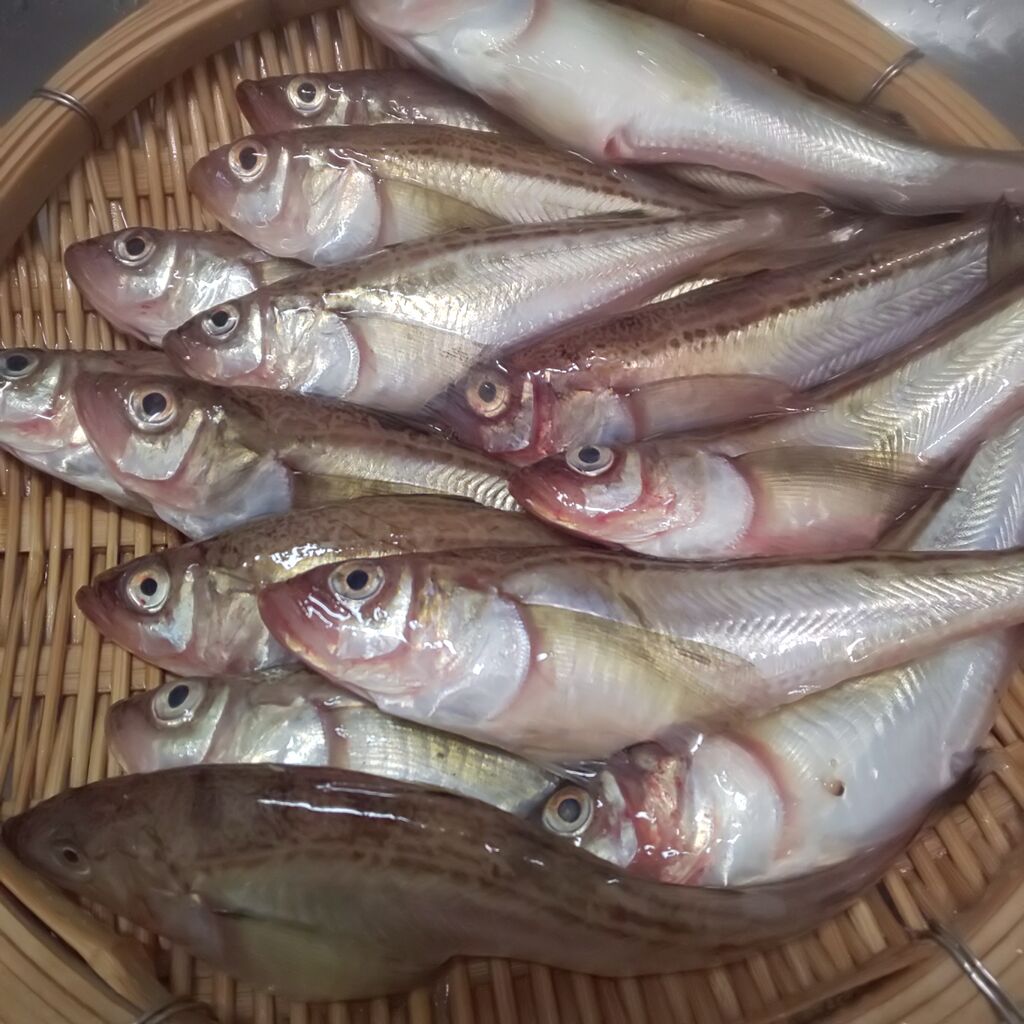 ゆこぶーの食いしん坊万歳 鳥取県ハタハタでしょっつる鍋