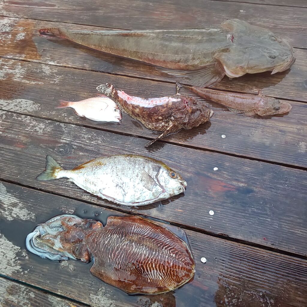 ゆこぶーの食いしん坊万歳 三重県南伊勢筏釣り58 マゴチ65cm ゆこぶーの食いしん坊万歳 三重県南伊勢筏釣り58 マゴチ65cm