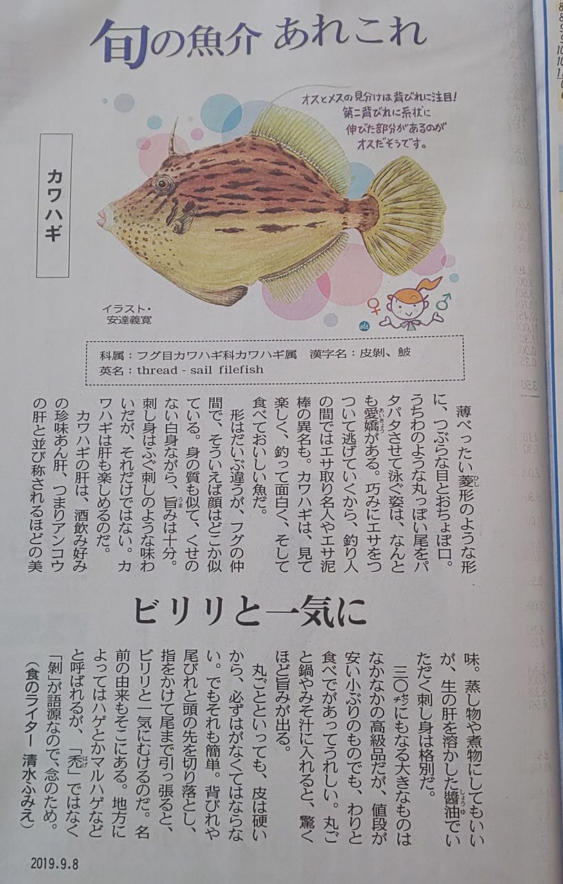 ゆこぶーの食いしん坊万歳 愛知県師崎港釣り38 毒魚ゴンズイ料理 ゆこぶーの食いしん坊万歳 愛知県師崎港釣り38 毒魚ゴンズイ料理