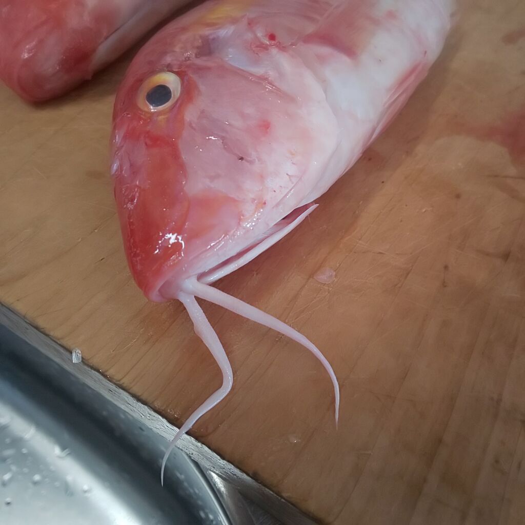 ゆこぶーの食いしん坊万歳 オジサン ゆこぶーの食いしん坊万歳 オジサン