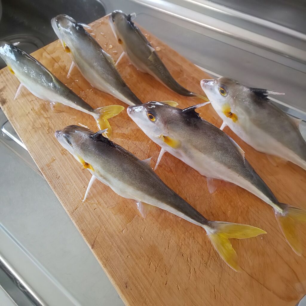 ゆこぶーの食いしん坊万歳 ツノギマ ゆこぶーの食いしん坊万歳 ツノギマ
