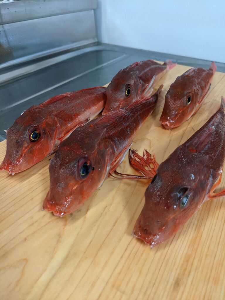 ゆこぶーの食いしん坊万歳 カナガシラ ゆこぶーの食いしん坊万歳 カナガシラ