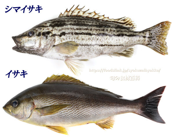 ゆこぶーの食いしん坊万歳 シマイサキ