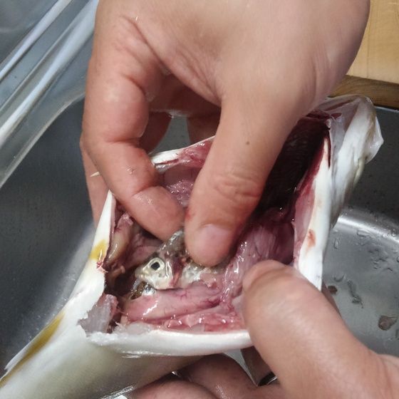 ゆこぶーの食いしん坊万歳 魚シオ