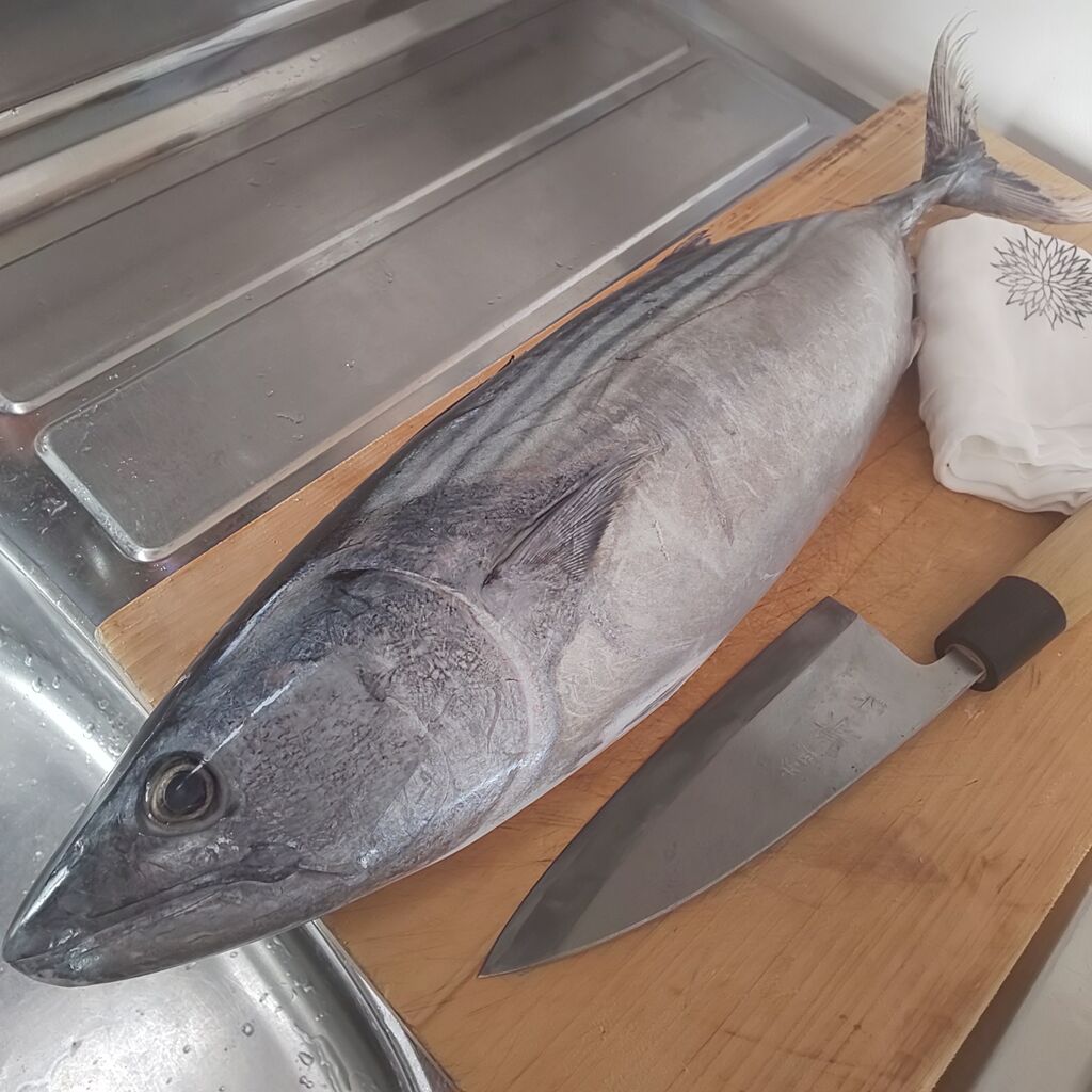 ゆこぶーの食いしん坊万歳 ハガツオ ゆこぶーの食いしん坊万歳 ハガツオ