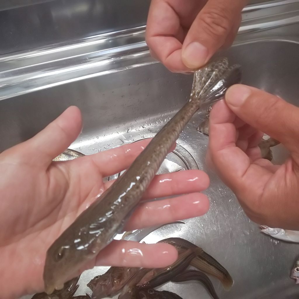 ゆこぶーの食いしん坊万歳 愛知県師崎港37 釣り魚究極のラーメン ゆこぶーの食いしん坊万歳 愛知県師崎港37 釣り魚究極のラーメン