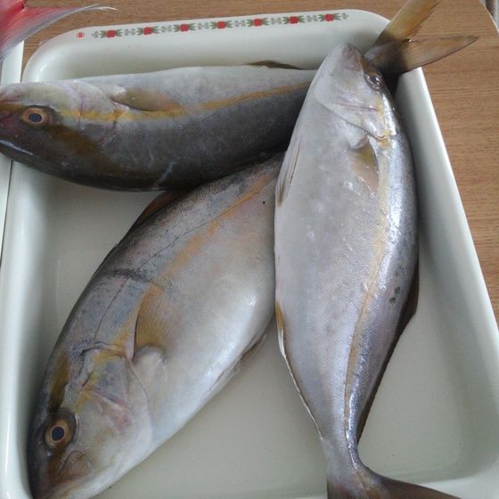 ゆこぶーの食いしん坊万歳 魚シオ