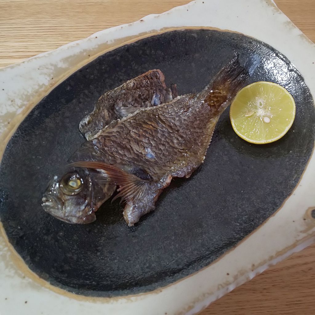 ゆこぶーの食いしん坊万歳 三重県神島釣り45 スズメダイ ゆこぶーの食いしん坊万歳 三重県神島釣り45 スズメダイ