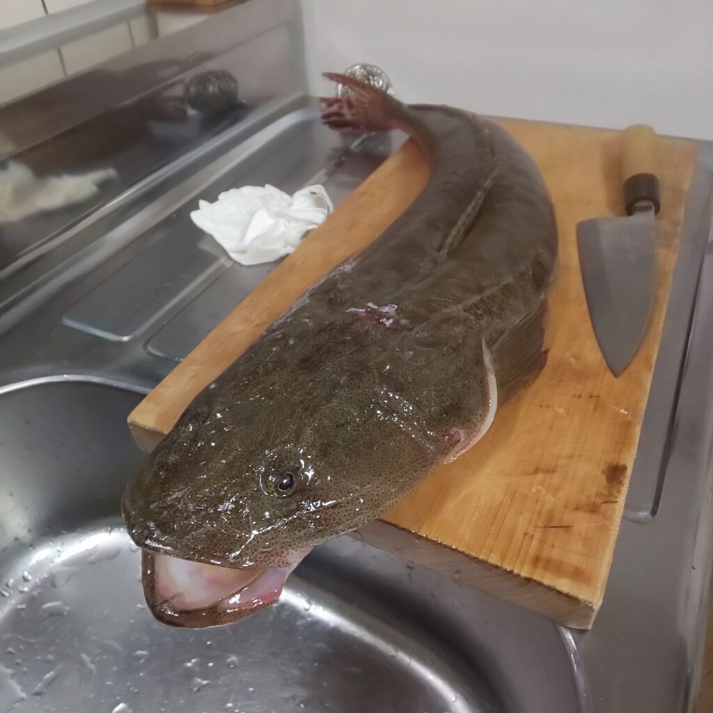 ゆこぶーの食いしん坊万歳 釣食 マゴチ ゆこぶーの食いしん坊万歳 釣食 マゴチ