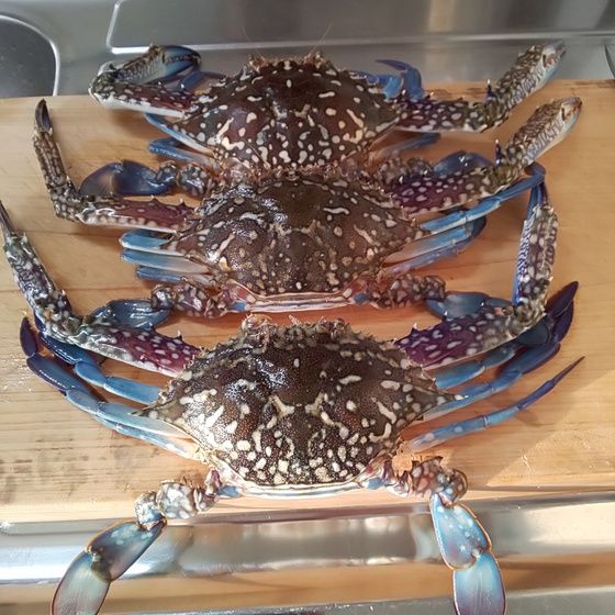 ゆこぶーの食いしん坊万歳 愛知県師崎港12 タイワンガザミ ゆこぶーの食いしん坊万歳 愛知県師崎港12 タイワンガザミ