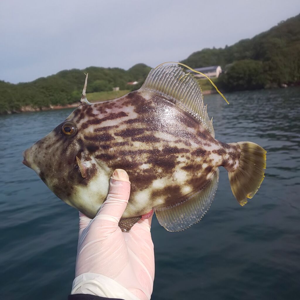 ゆこぶーの食いしん坊万歳 三重県 南伊勢 筏釣り55 カワハギ27cm ゆこぶーの食いしん坊万歳 三重県 南伊勢 筏釣り55 カワハギ27cm