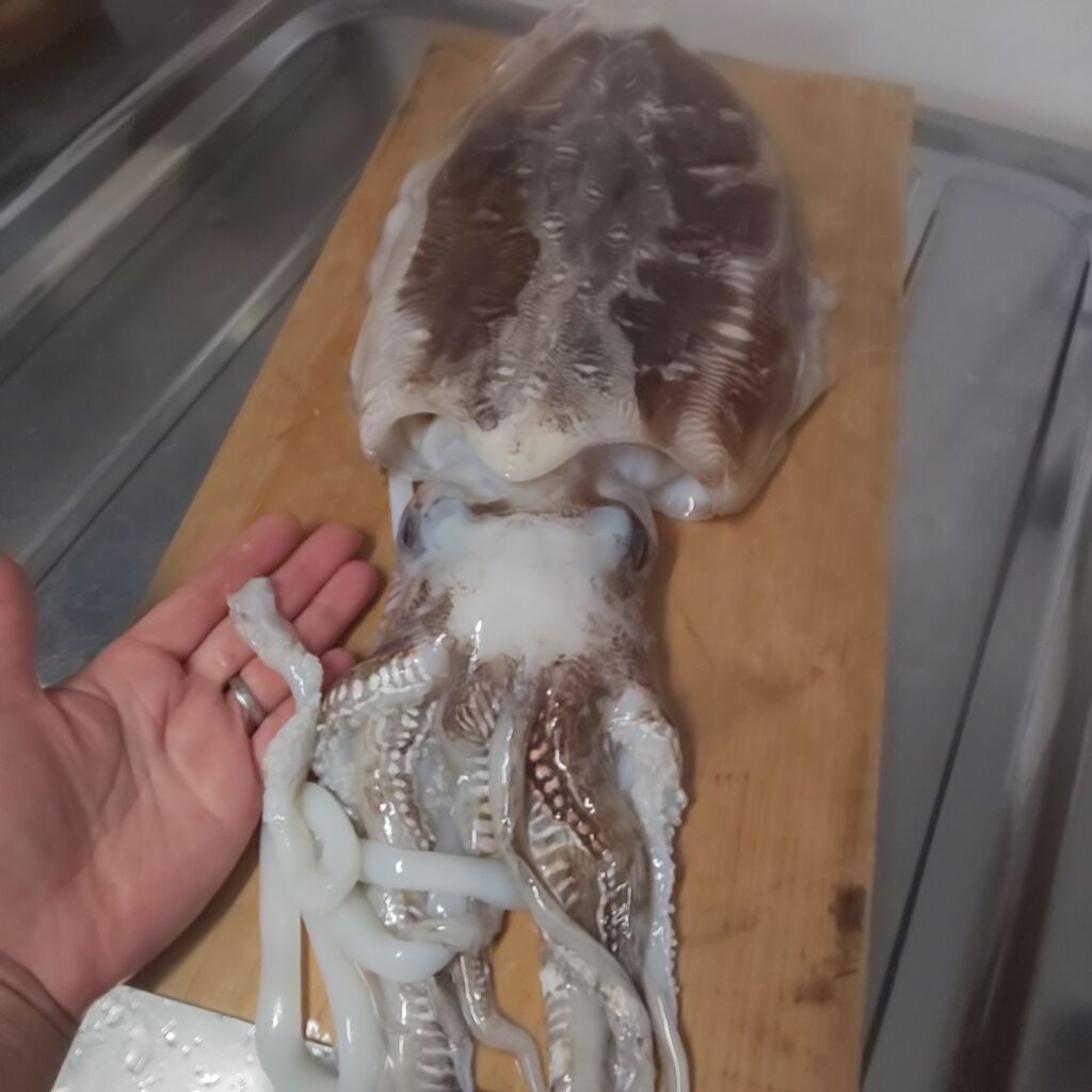 ゆこぶーの食いしん坊万歳 コウイカ料理